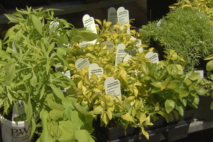 Plants with golden foliage blend well in landscapes